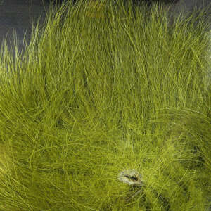 Veniard Polární Liška Arctic Fox Tail Olive