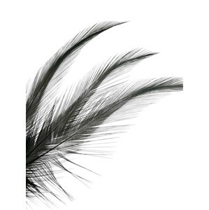 Tommi-Fly Peří Coq de Leon Černá