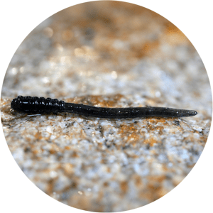 Redbass gumová nástraha micro tail dark black - s 48 mm
