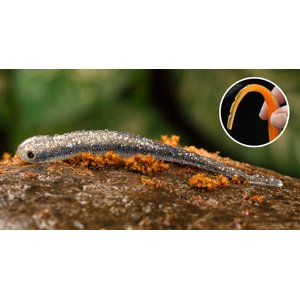 Redbass smáček big snake super natur - 20 cm 24,5 g