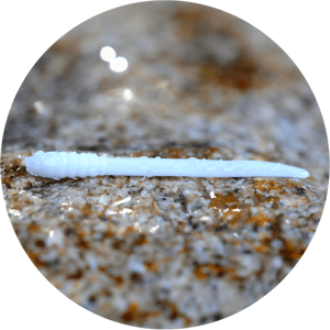Redbass gumová nástraha micro tail white - s 48 mm
